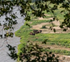 Elephants next to river 
