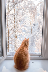 A red cat sits on a windowsill and looks out the window. Snowy winter outside the window