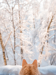 A red cat sits on a windowsill and looks out the window. Snowy winter outside the window