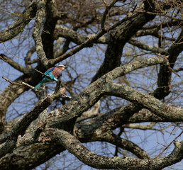 bird on a branch