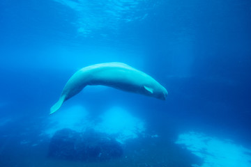 Beluga whale under the clear water behind glass in Waterland