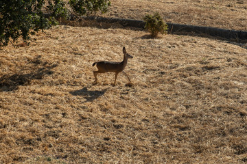 little deer crossing a yellow grass in California