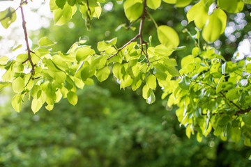 Closeup view of green leaf with beauty bokeh under sunlight.