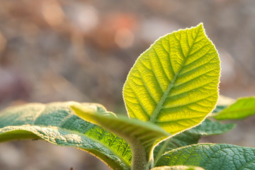 Green young leaves of young plant the teak tree or tectona grandis close-up.