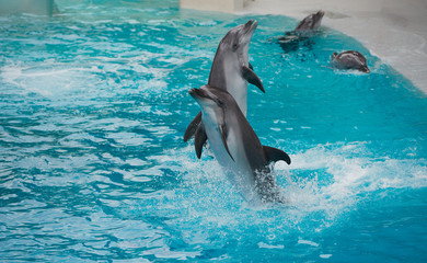 Obraz premium A group of dolphins jumps on the water in Waterland