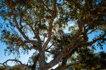 The sunlight at the morning filter through the branches of a cork tree. Solo Backpacker Trekking on the Rota Vicentina and Fishermen's Trail in Algarve, Portugal. Walking between cliff, ocean, nature 