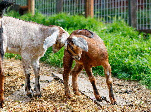 Two young goats playing and butting heads
