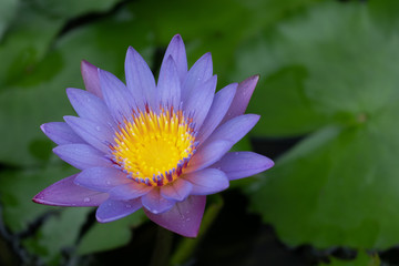 Beautiful Water lilly with water from rain