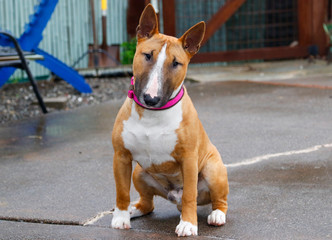 Miniature bull terrier sitting for a photo