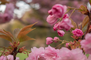 Japanese cherries blossom in full bloom for a few days in a city park in Sofia. Beautiful close up of the petals in all nuances of pink. 