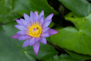 Beautiful Water Lilly with an insect on it