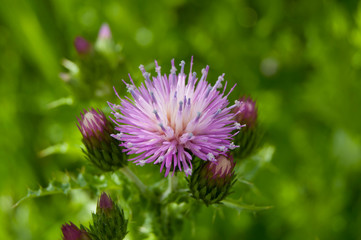 Flor de cardo borriquero en primavera