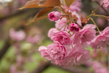 Japanese cherries blossom in full bloom for a few days in a city park in Sofia. Beautiful close up of the petals in all nuances of pink. 