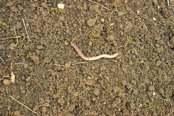 Red worm (Dendrobena, Dendrobena Veneta). Earthworm in poor soil. Californian red worm working compost pile. Closeup, selective focus