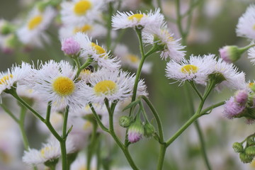 ハルジオン 花　野草