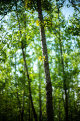 Fototapeta premium Spring Summer green forest