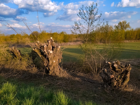Coppiced willow tree at springtime