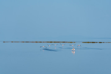 Flamingos in water 
