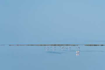 Flamingos in water 