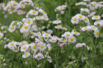 ハルジオン 花　野草　白 雑草