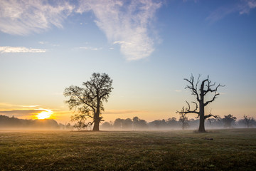 Fototapeta na wymiar lonely oak on the field at sunset