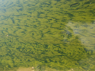 green algae from rio tinto
