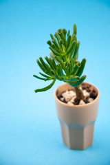 Succulent plant Sedum family Crassulaceae. A flower in a glass with pebbles. Unpretentious home living plant. Mini garden. Blue background with place for text.