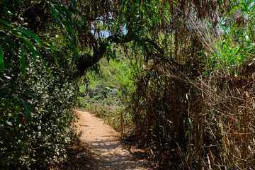 Path that passes through the trees between intertwining leaves and branches. Solo Backpacker Trekking on the Rota Vicentina and Fishermen's Trail in Alentejo, Portugal. Walking between cliff, ocean, n
