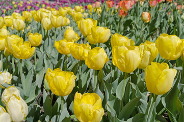 Obraz premium yellow tulips on flowerbed