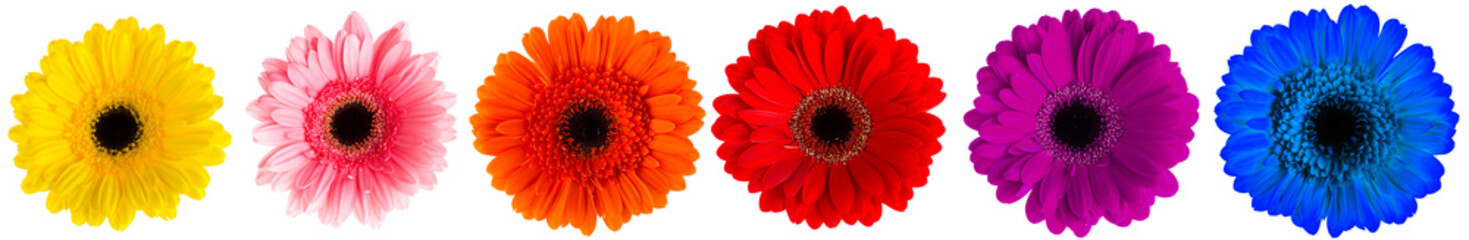 rainbow color gerbera collection