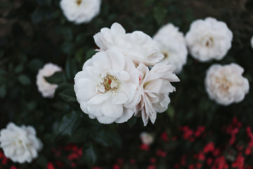 white flower macro