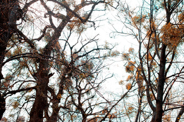 The alley is surrounded by old trees