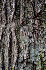 The bark of an old linden tree