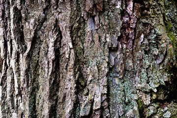 The bark of an old linden tree