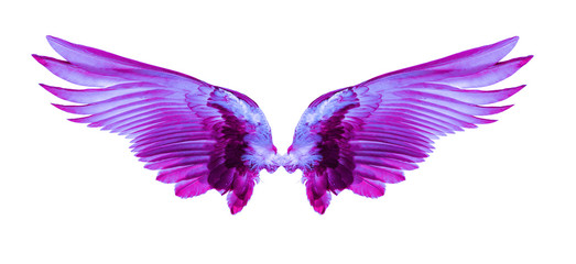 purples wing isolated on white background.
