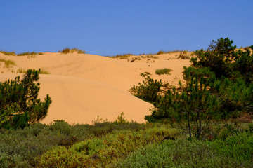 Naklejka premium Sand dunes and bushes above the cliff. Solo Backpacker Trekking on the Rota Vicentina and Fishermen's Trail in Alentejo, Portugal. Walking between cliff, ocean, nature and beach.