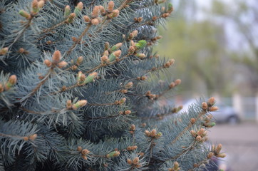 pruce, cones in the city