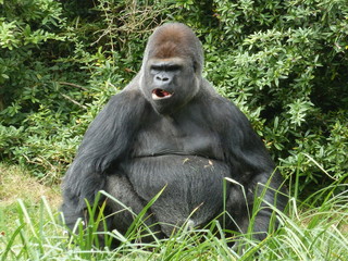Un gorille noir assis dans l'herbe