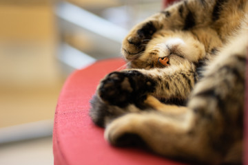 sieste de chat