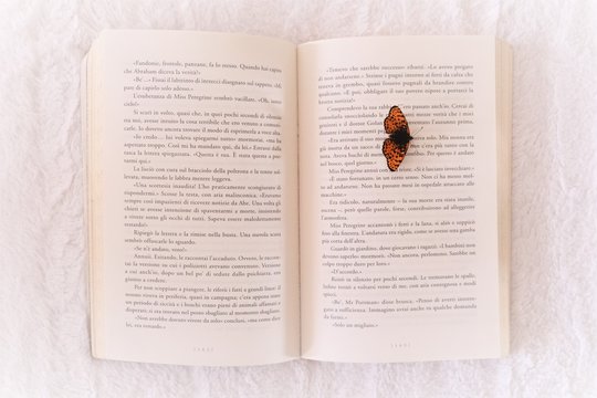 butterfly walking on an open book
