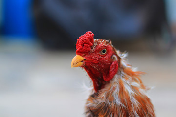 A close-up of a rooster's head and neck