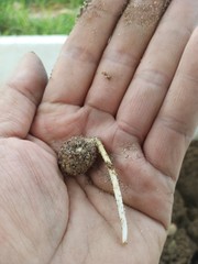 handful of seed