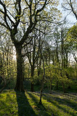 Morning in the forest 