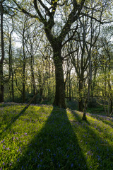 Fototapeta premium Forest in morning 