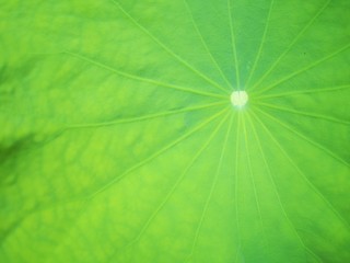 Fototapeta na wymiar Royal lotus leaf in the small pond
