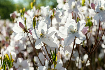 White rhododendron flowers