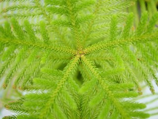 Norfolk island pine in the clay pot