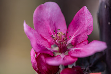 Fototapeta premium Rare unique red flowers on the apple tree