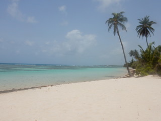 Fototapeta na wymiar Une plage de sable blanc avec un palmier devant la mer turquoise et sous le ciel bleu sans nuage