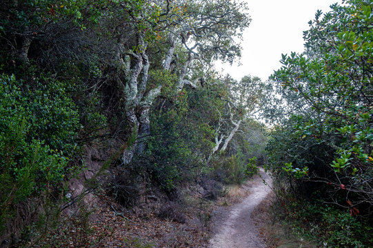 Path between cork trees and bushes close to Pedralva. Solo Backpacker Trekking on the Rota Vicentina and Fishermen's Trail in Algarve, Portugal. Walking between cliff, ocean, nature and beach.